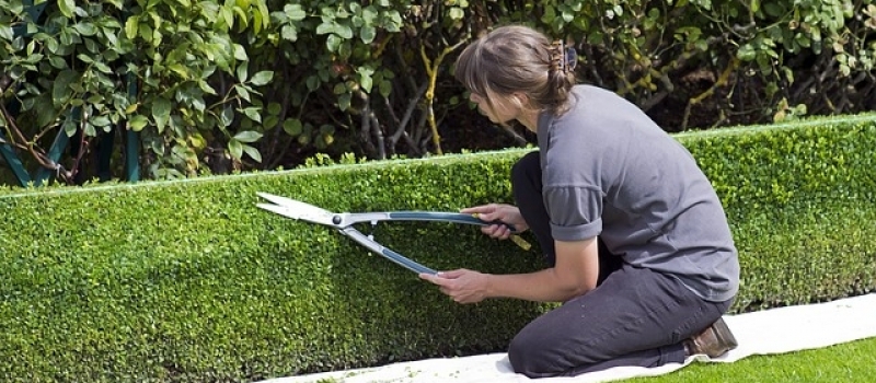 box-hedge-topiary-869073_640 box-hedge-topiary-869073_640